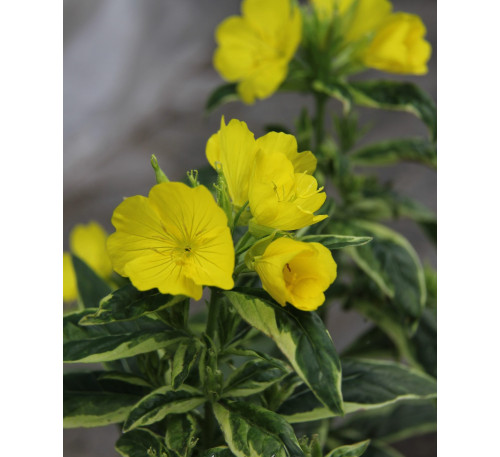 Енотера чотирикутна варієгатна (Oenothera tetragona Variegata )